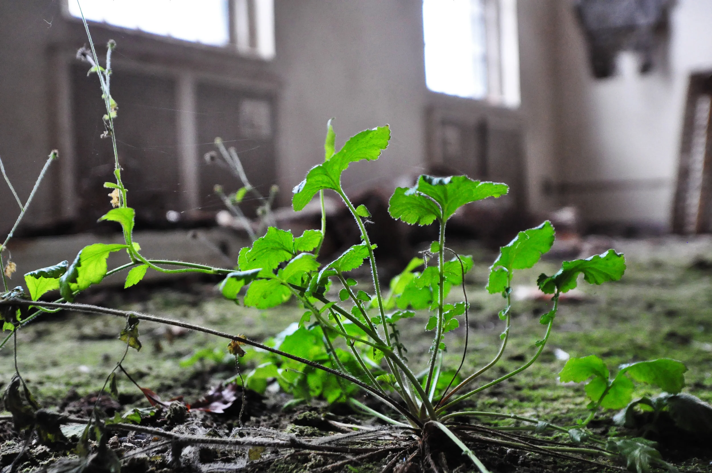 green3.jpg