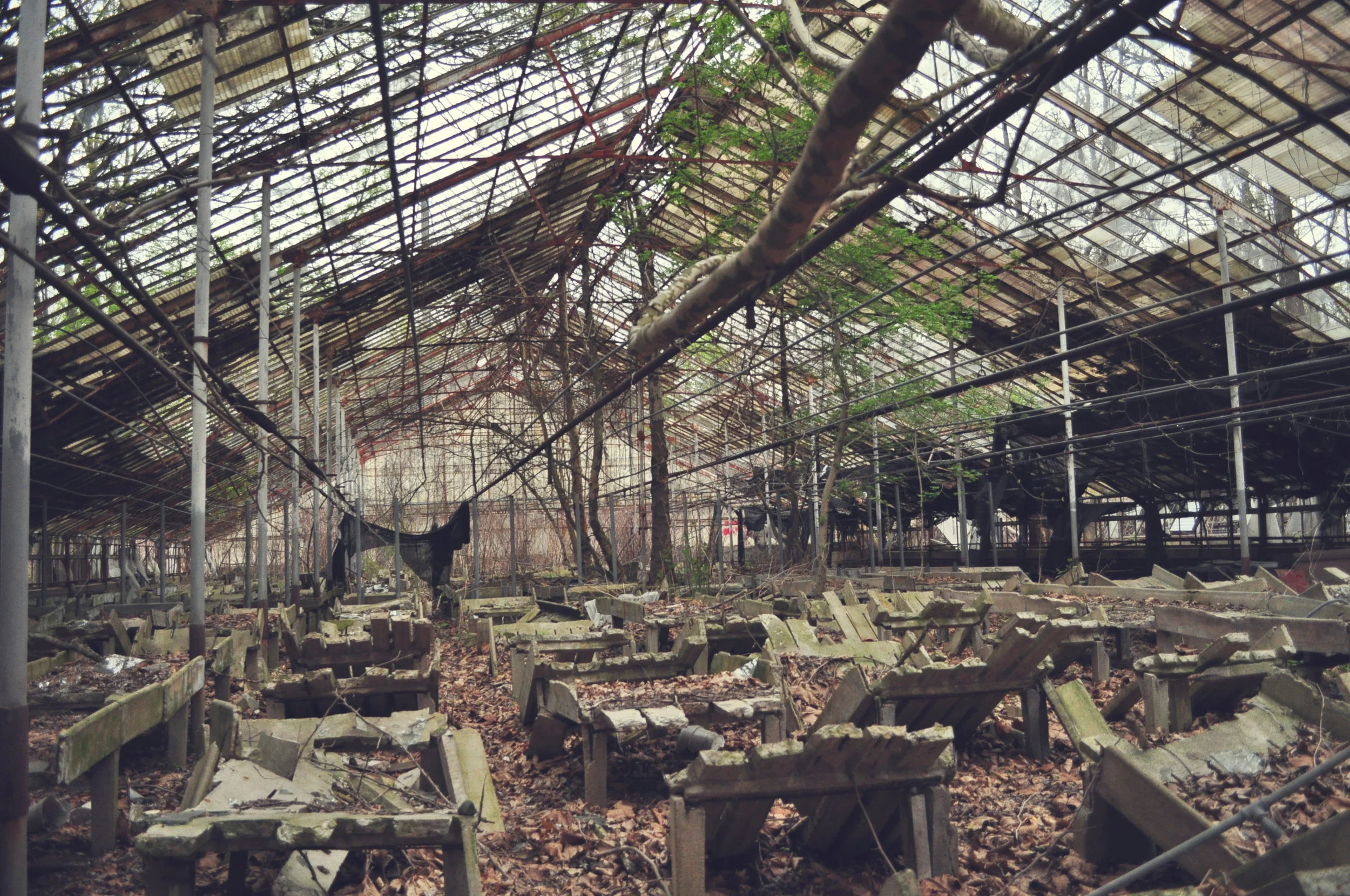 greenhouse1.jpg