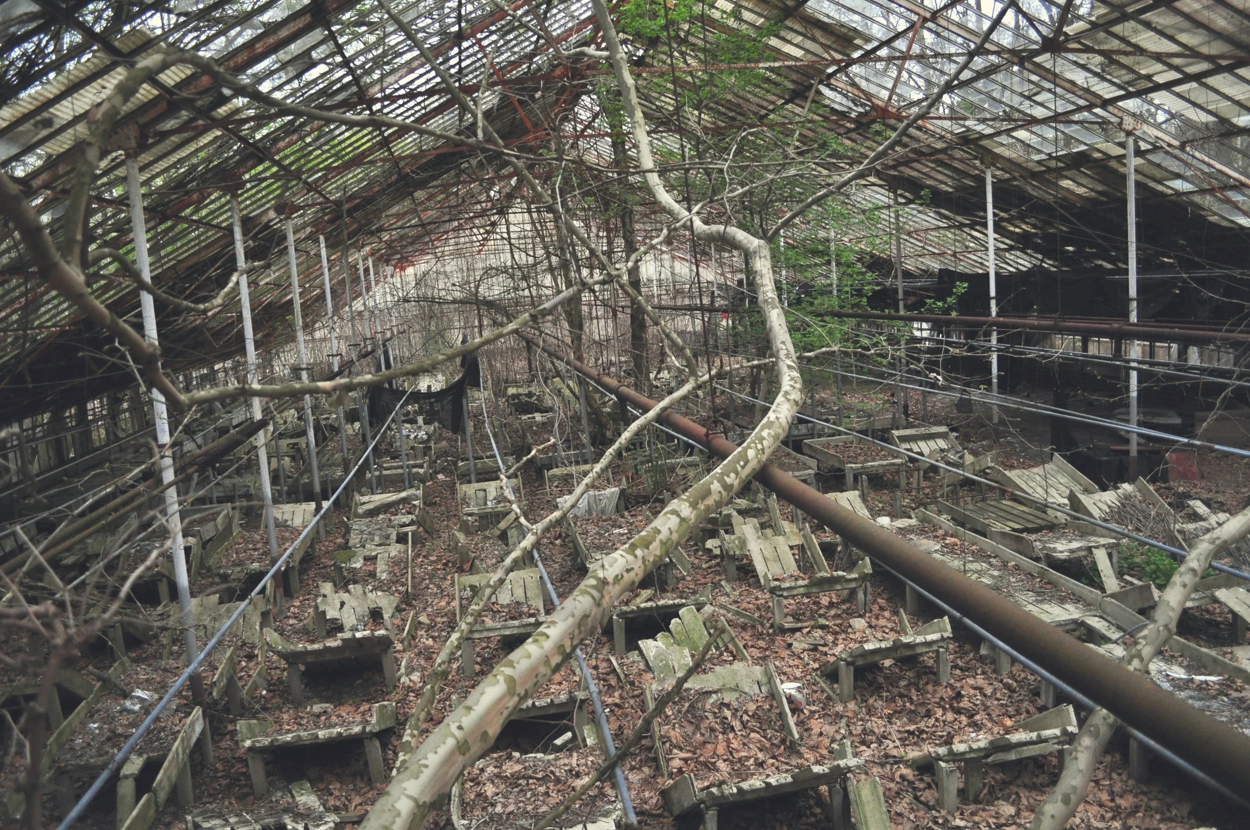 greenhouse2.jpg