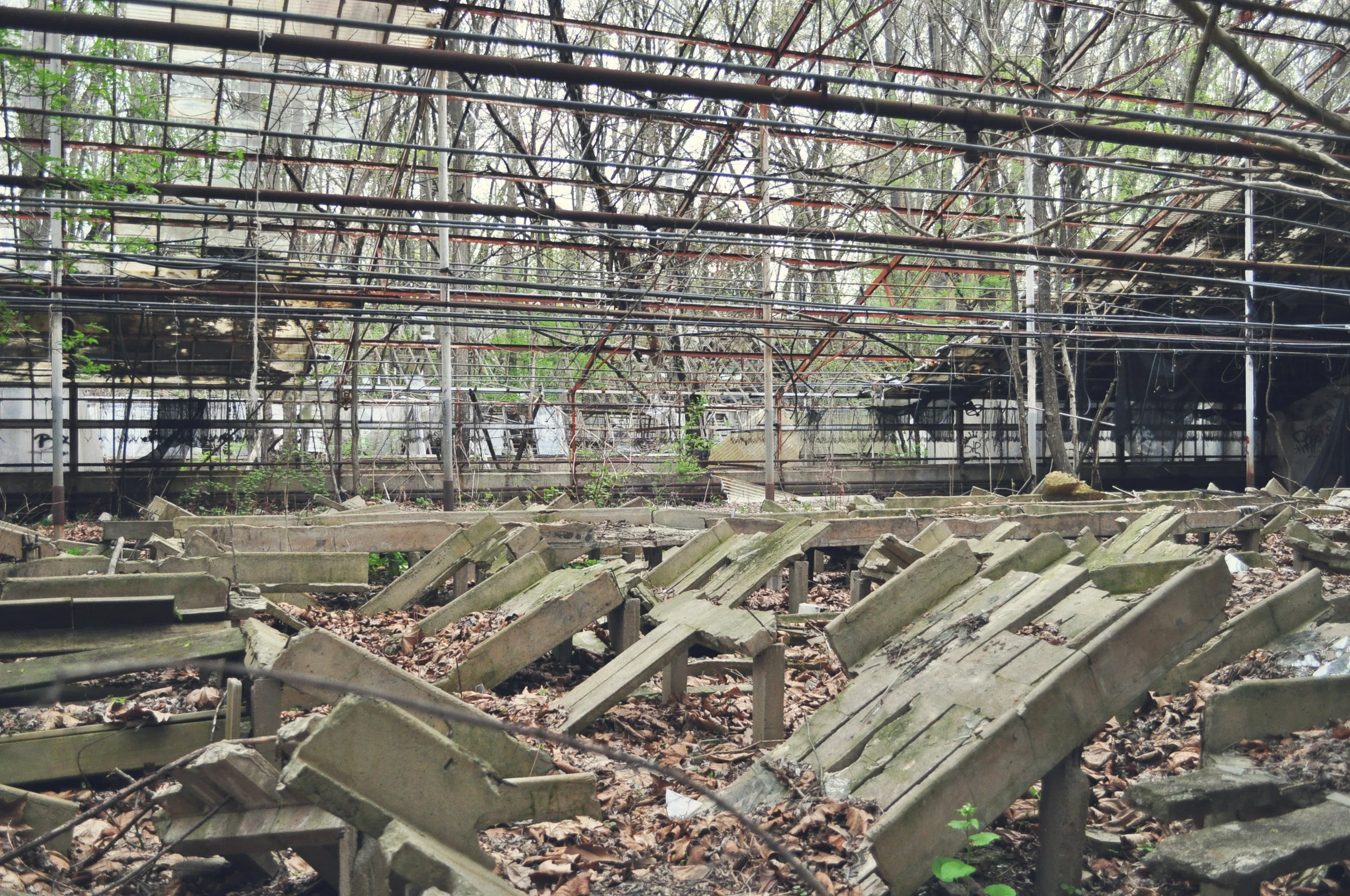 greenhouse5.jpg