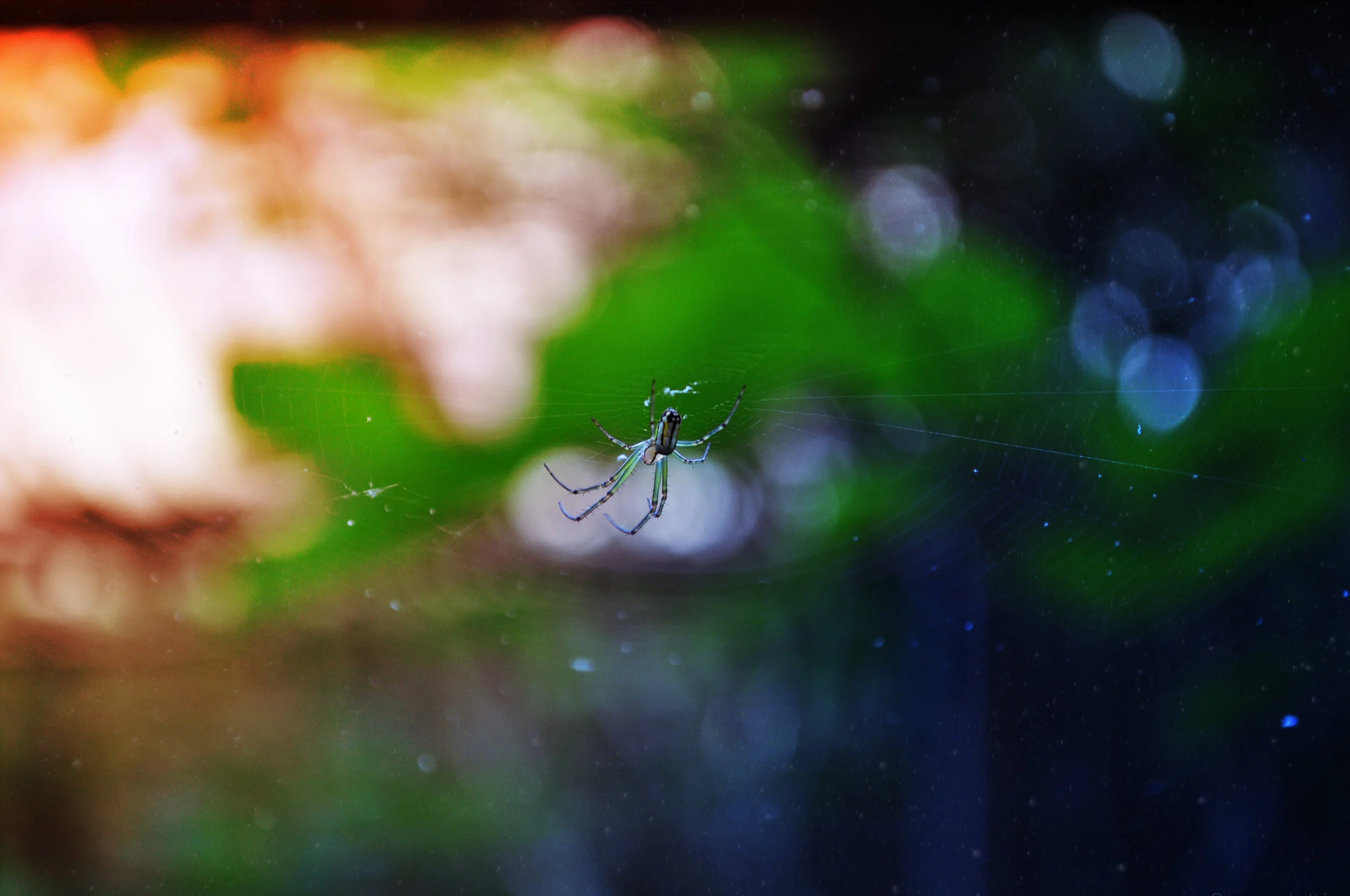 spiderbro.jpg