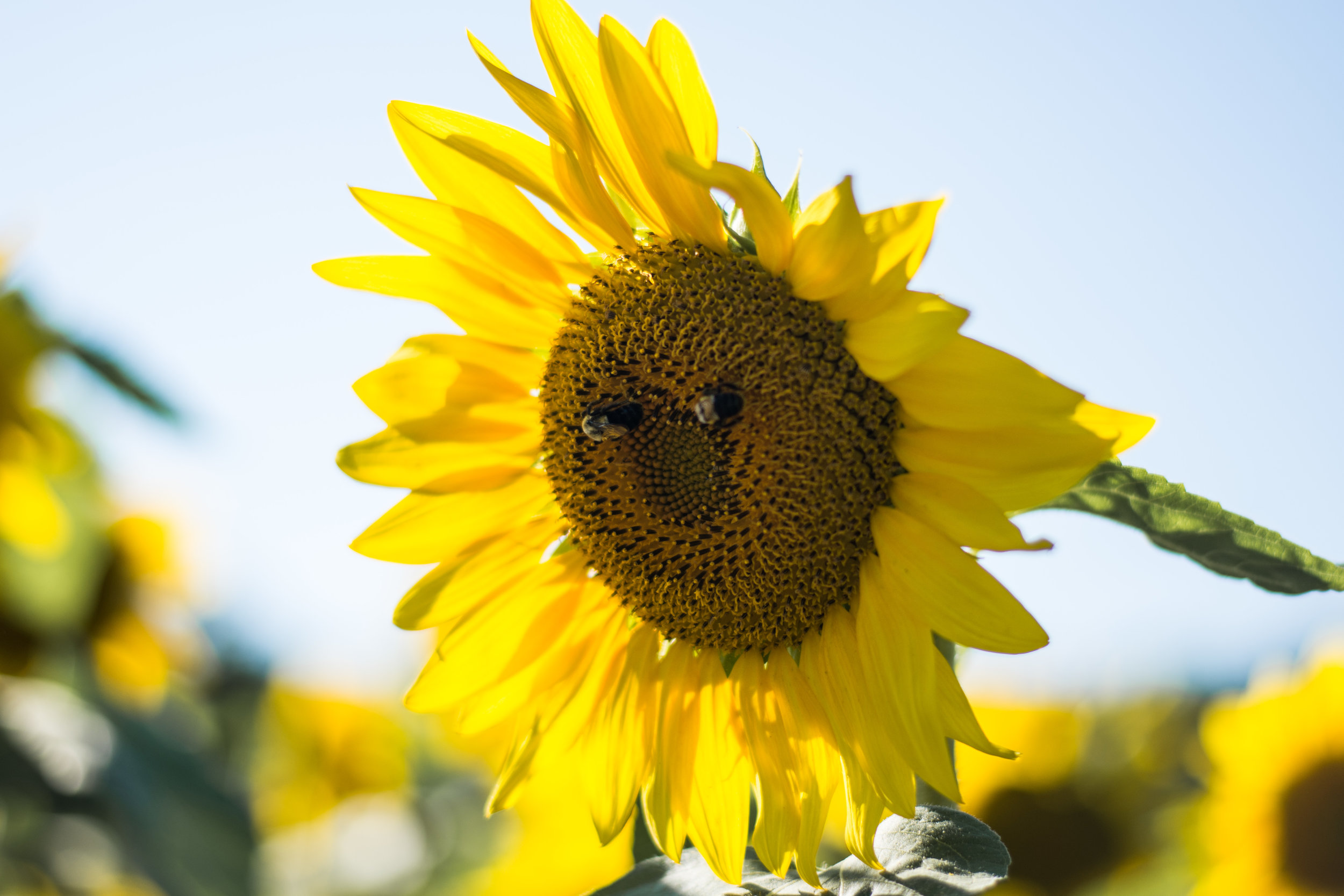 Sunflower-6.jpg