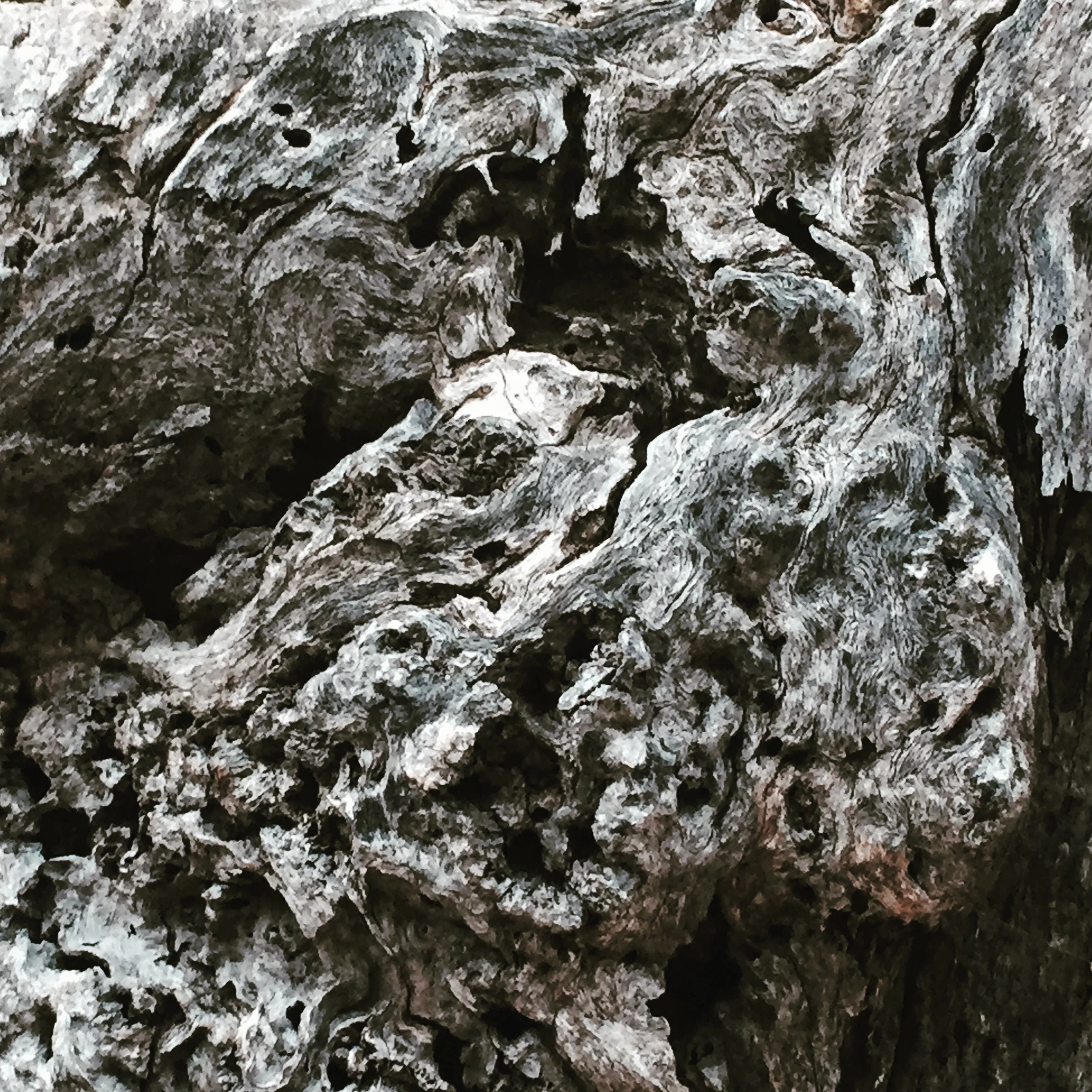 TreeTextureBW.jpg