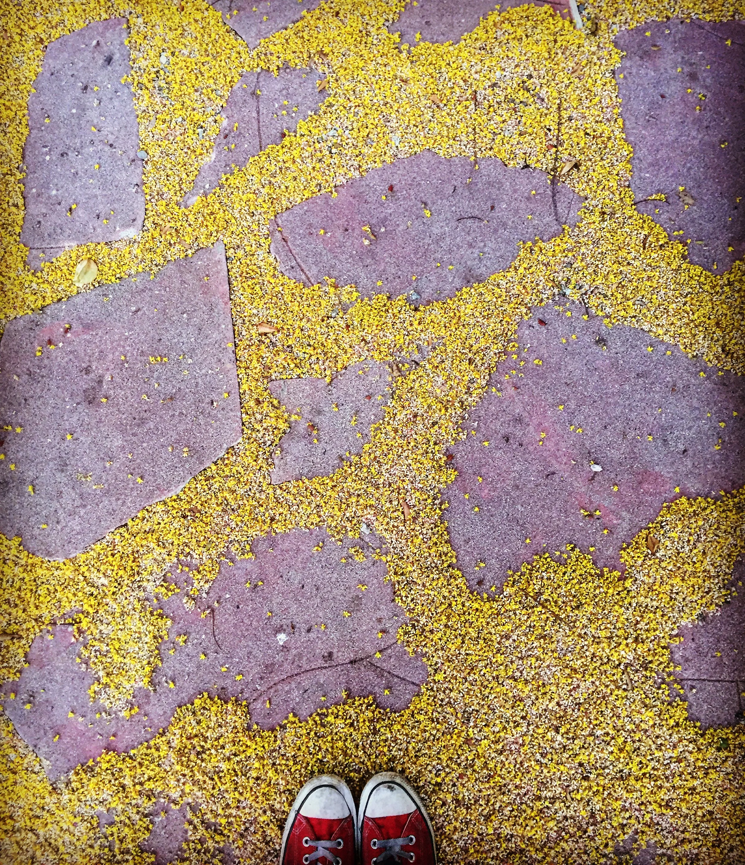 Yellow Petals.JPG