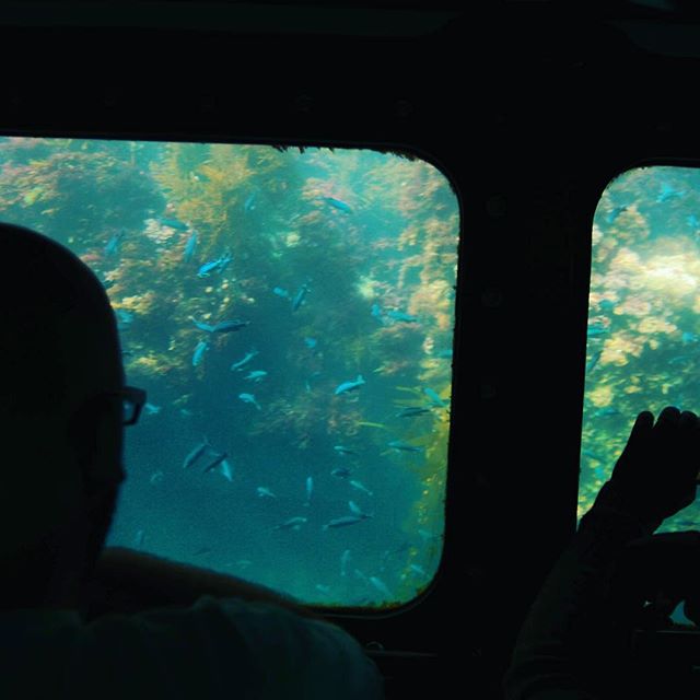 submarine views of young Blacksmith out the window on Sea  Life Discovery.  #sealifediscovery #balboafunzone @sealifediscovery