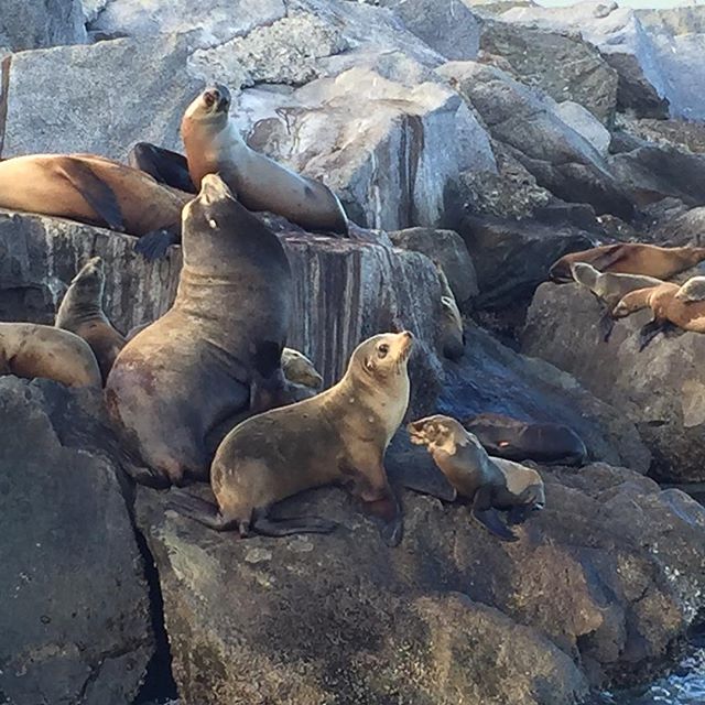 Madison got this great picture of sea lions at the jetty today.  #sealifediscovery #balboafunzone