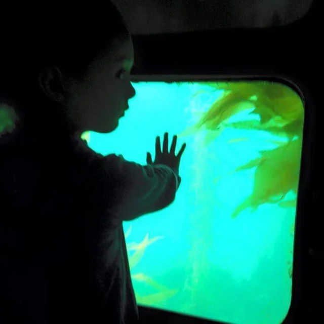 #littlehands #learning #kelpforest #semisub #newportbeach #funzone #allages #underwaterviewing