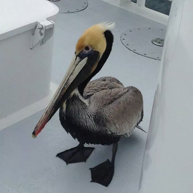 We picked up an additional passenger  midway through our tour today! #BrownPelican #SoCal #NewportBeach #SeaLifeDiscovery #Tours #FunZone
