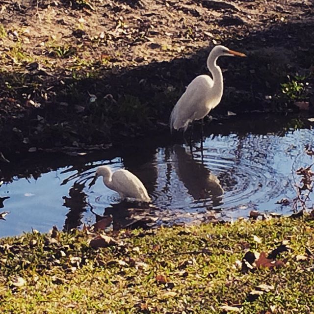 Egrets work a small steam at Yorba Regional Park. @sealifediscovery #shorebirds #sealifediscovery #ocparks