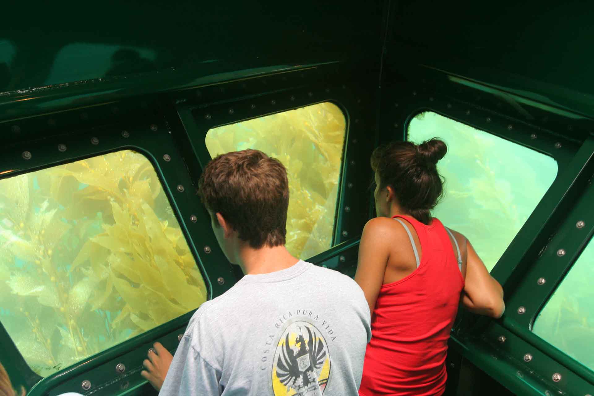 Windows in the Giant Kelp Forest