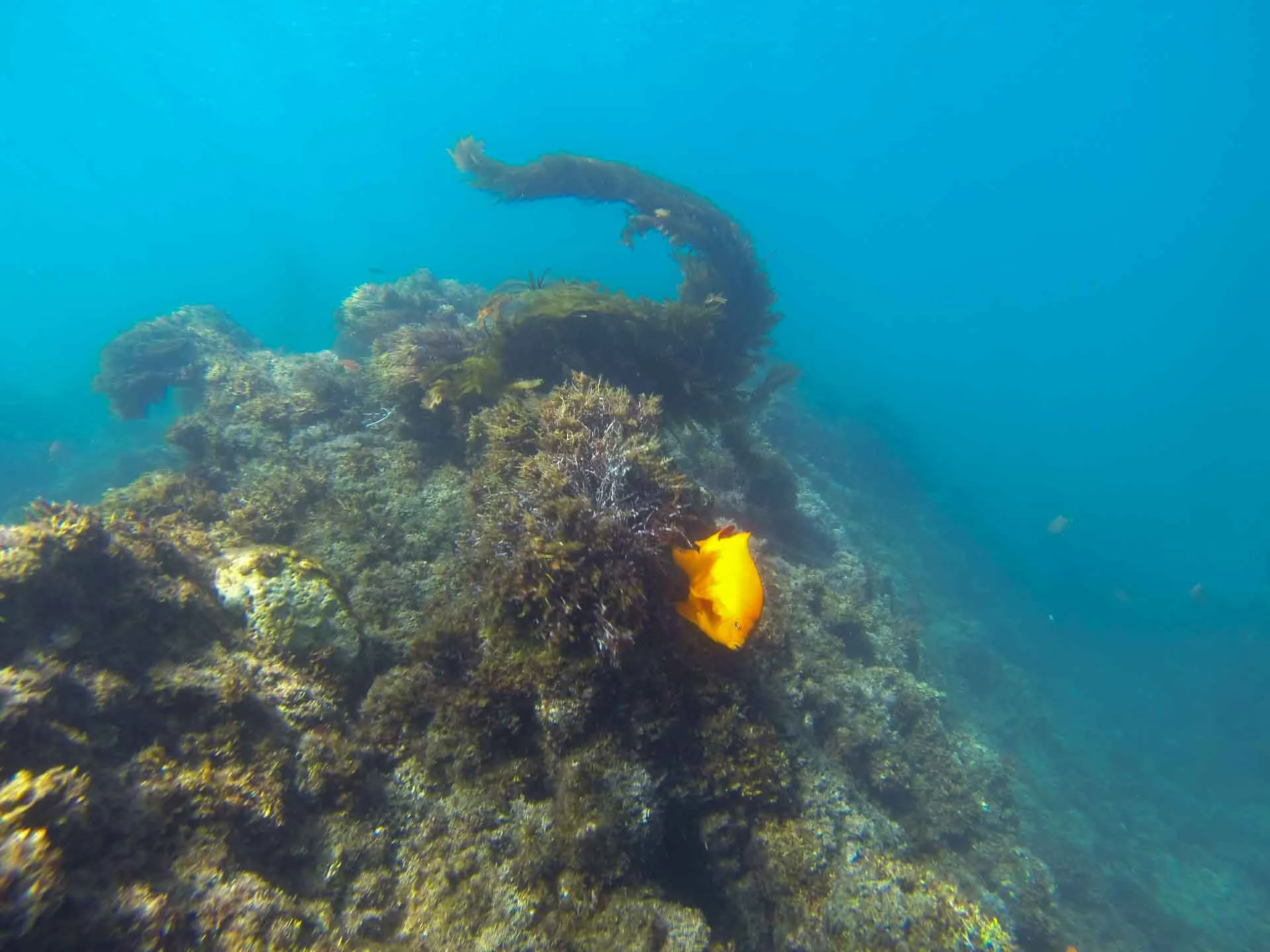 A Garibaldi Shines On