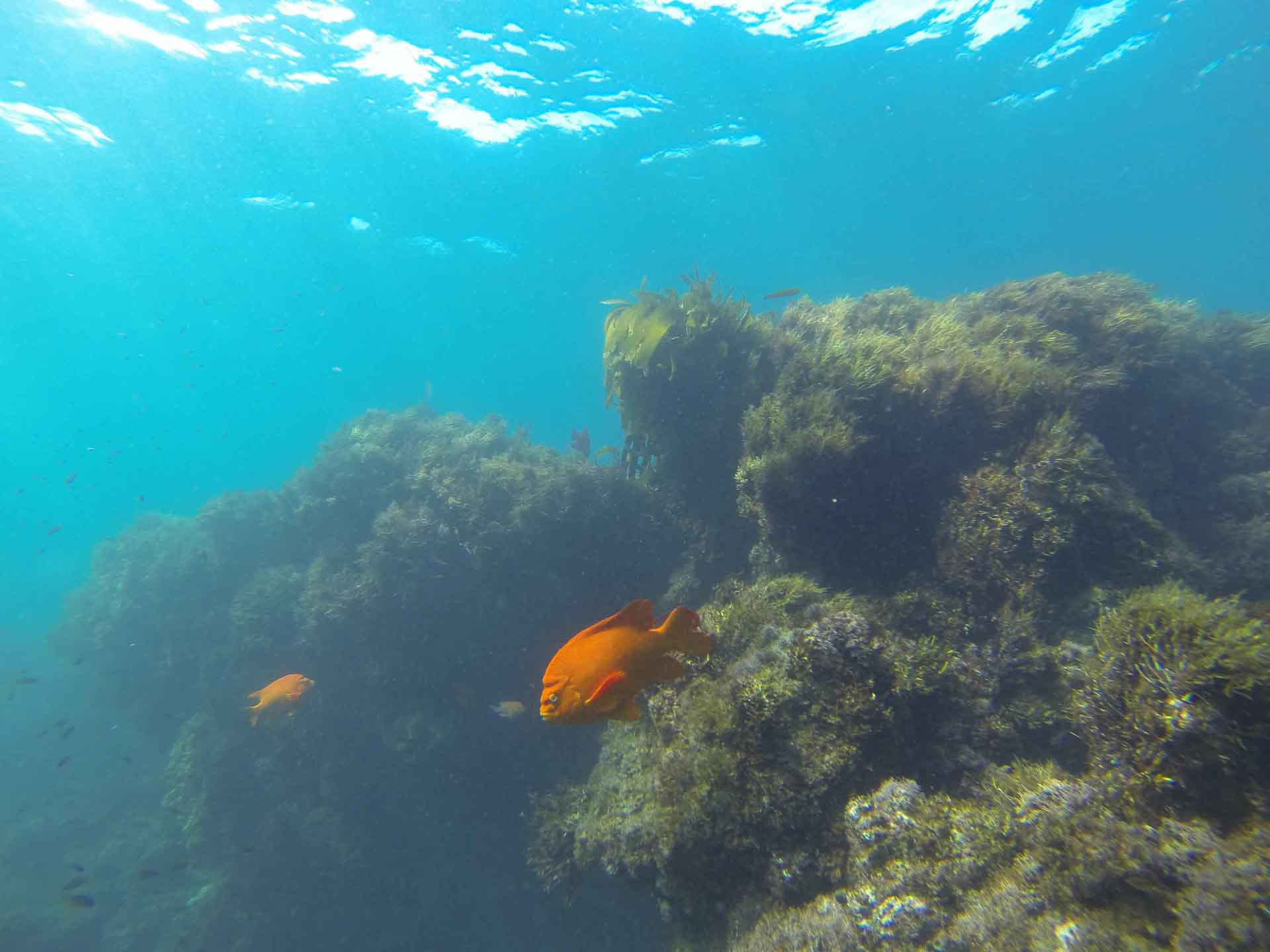 A Garibaldi On A Rock Reef