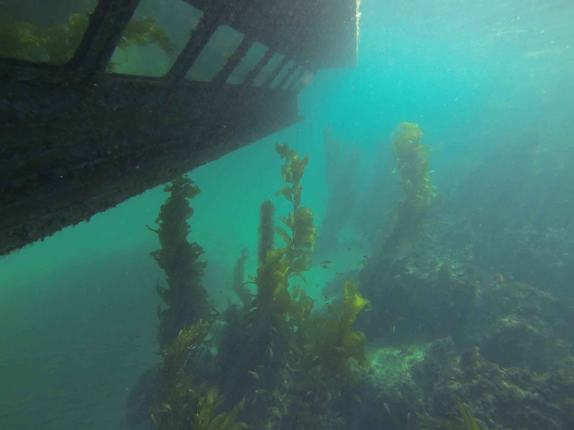 Underwater Windows Provide Unique Perspective