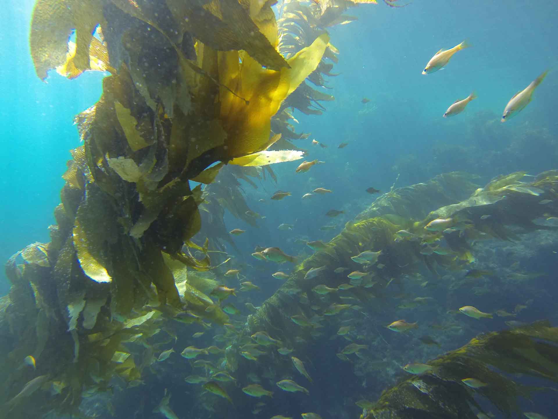 Kelp Perch In The Giant Kelp Forest