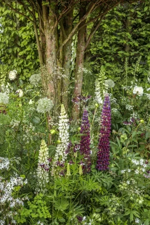 The+Perennial+Garden+With+Love+Chelsea+2022+-+Clive+Nichols+Photography+6.webp
