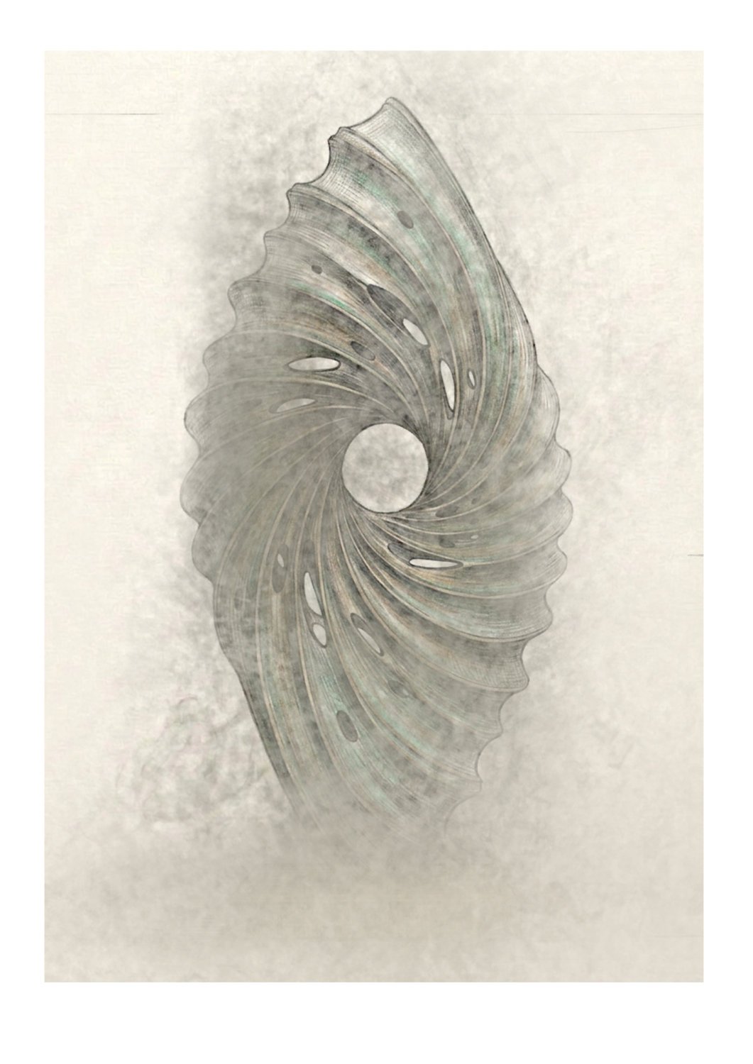 Scallop