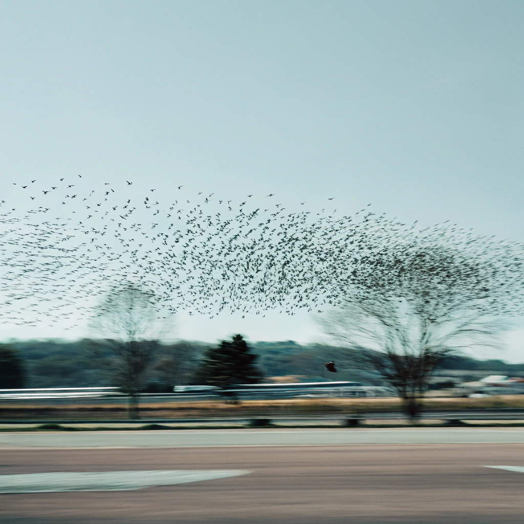 A large flock of birds flying across the sky over a highway with trees and a hilly landscape in the background.