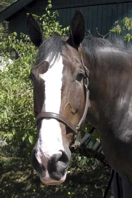 dave, hanoverian gelding
