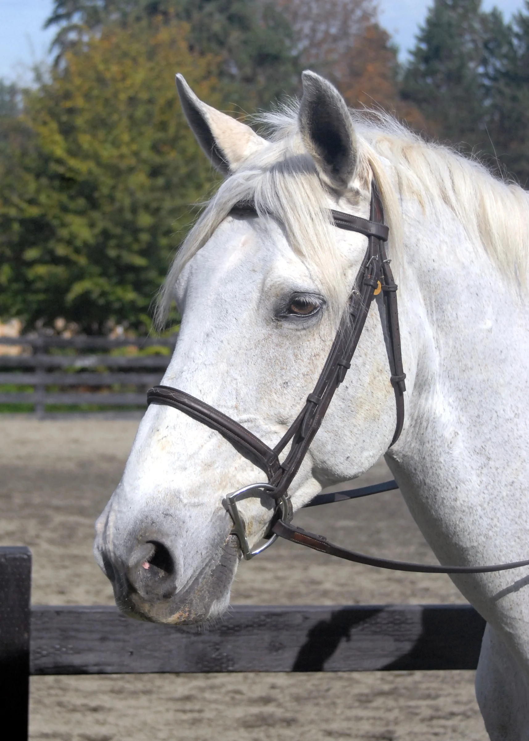 finnigan, quarter horse gelding