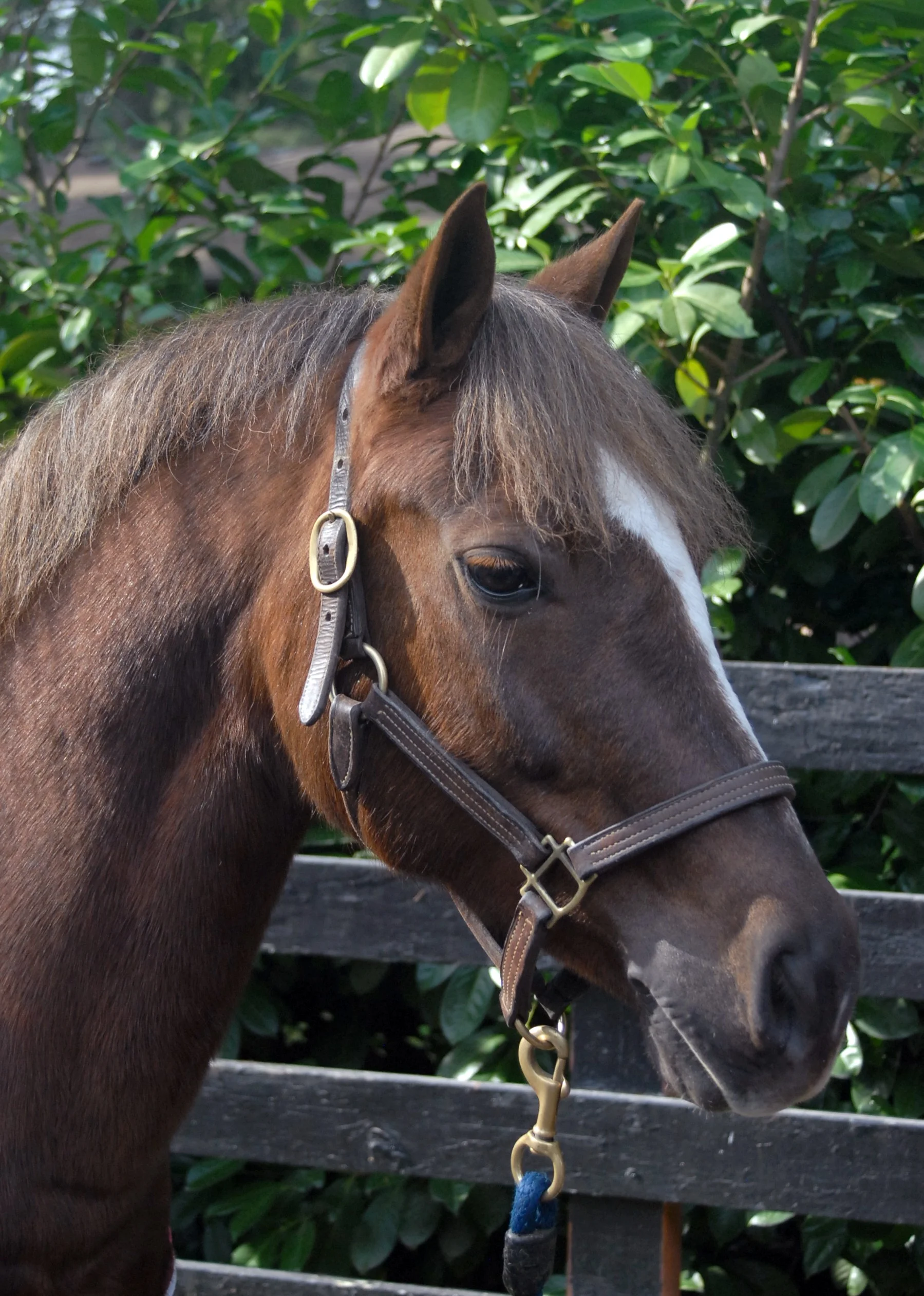 jesse, pony mare