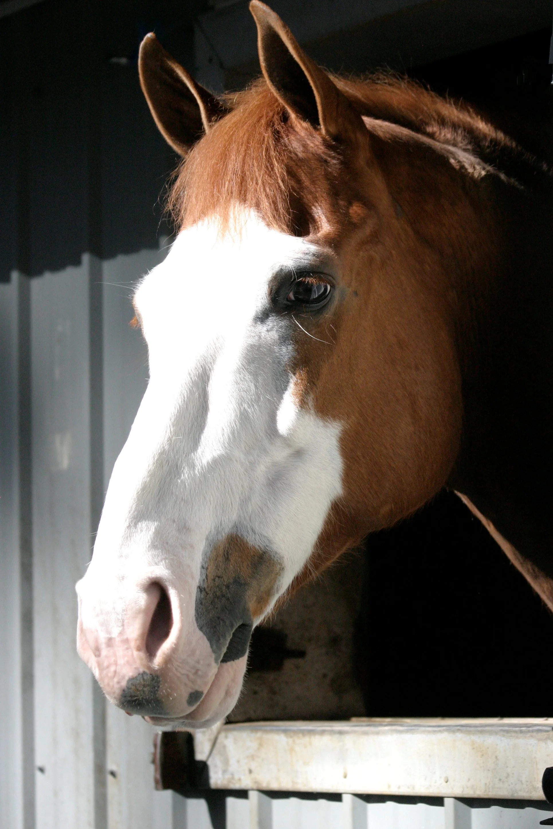 ARTIE, appendix gelding