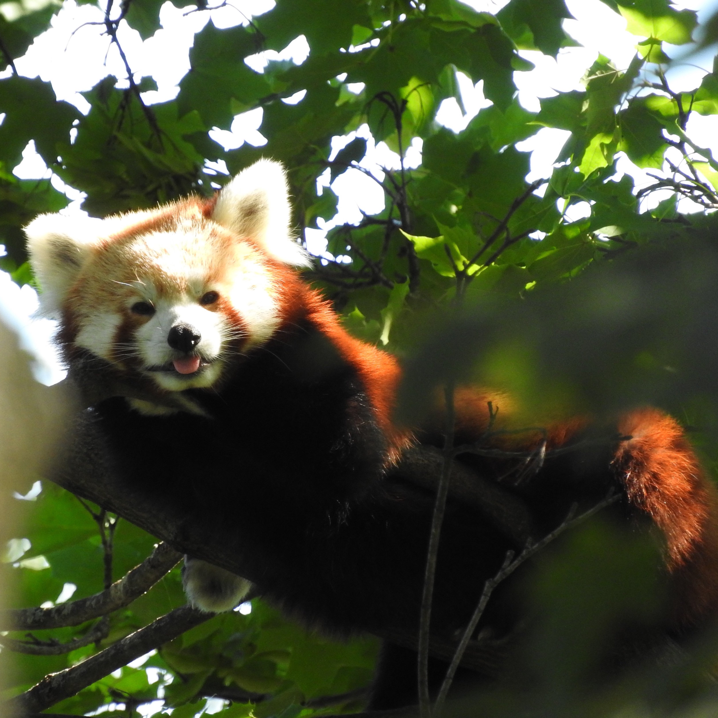 Red panda - Detroit Zoo