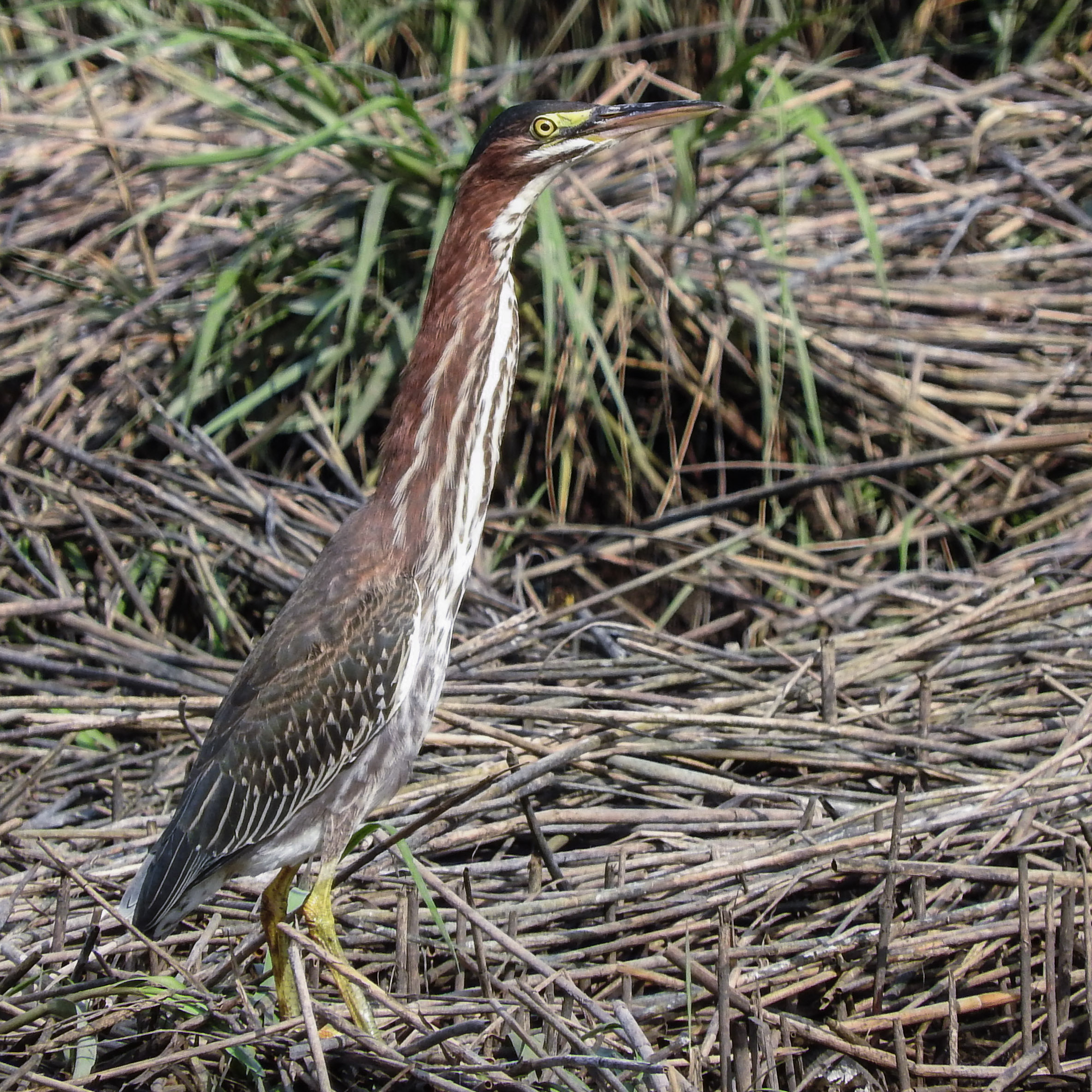  The first Green Heron I've ever seen in person! With neck extended 