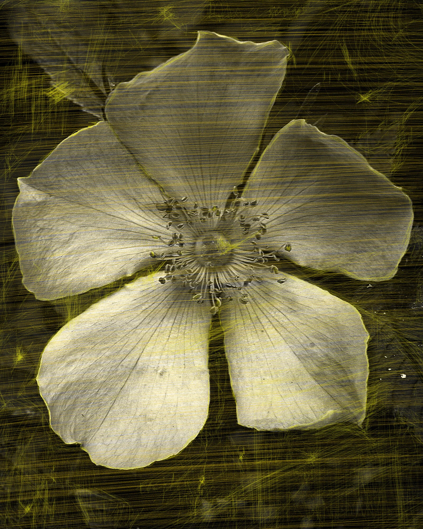 yellow112.jpg