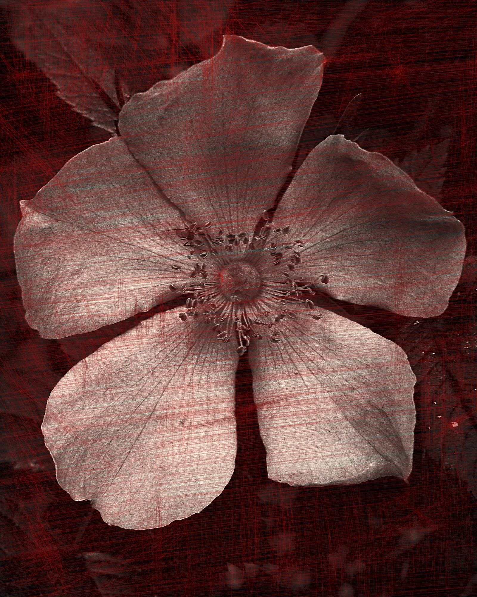 red1.jpg