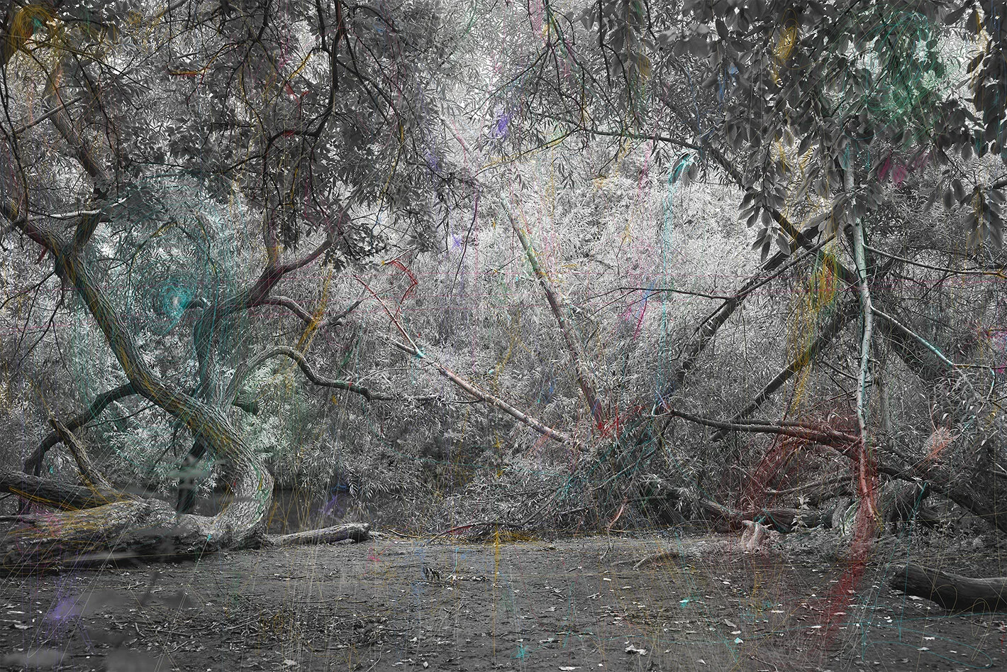 40X26 PHOTORAGH.jpg