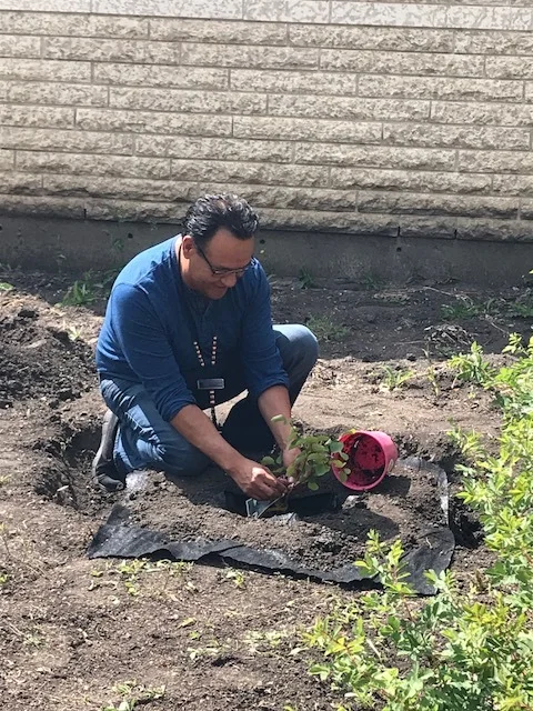 Planting of the Saskatoon Berry Tree and Rocks.