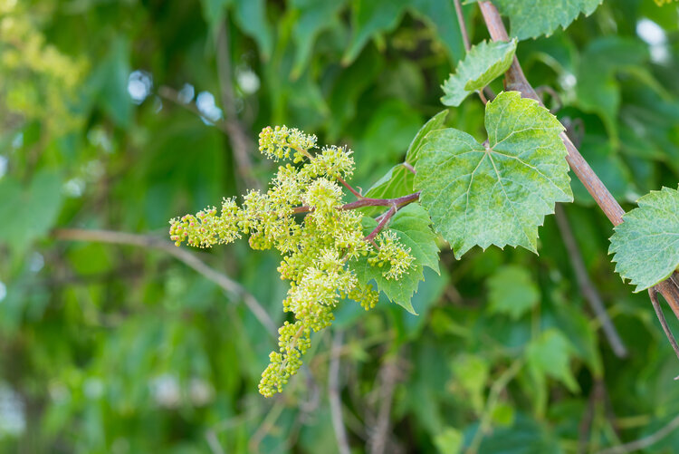 Young inflorescence of grapes on the vine close-up