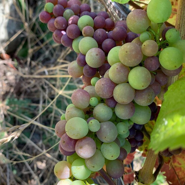 Veraison.jpg