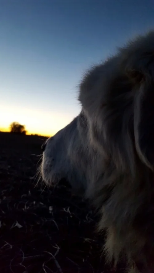 Jazzy at sunset.jpg