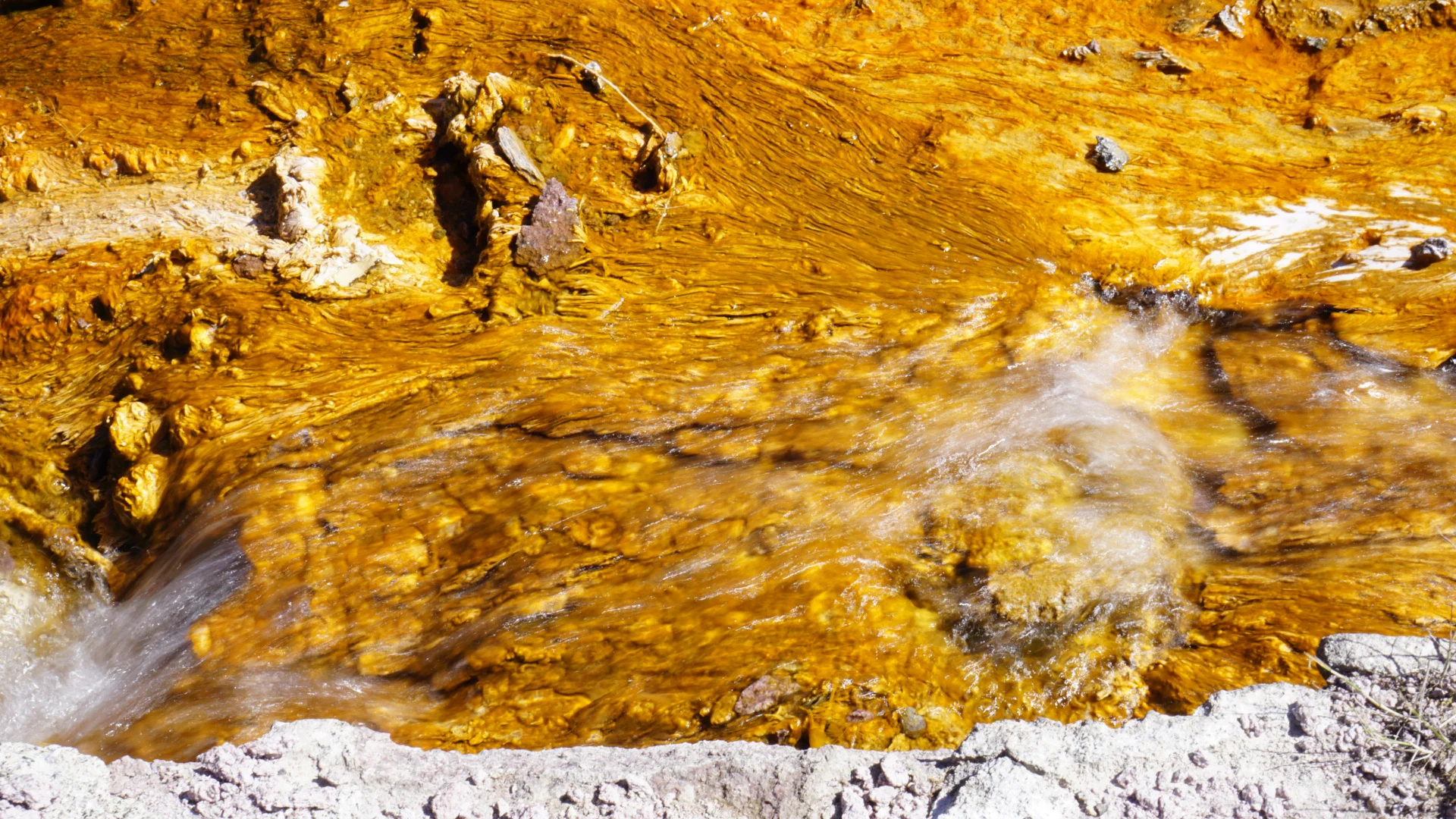 Nerd Alert: The bright colors within the springs are caused by bacteria. The yellow color signifies the coolest temperature (131 degrees) coming from the hot springs. Depending on the season, deermines the color.