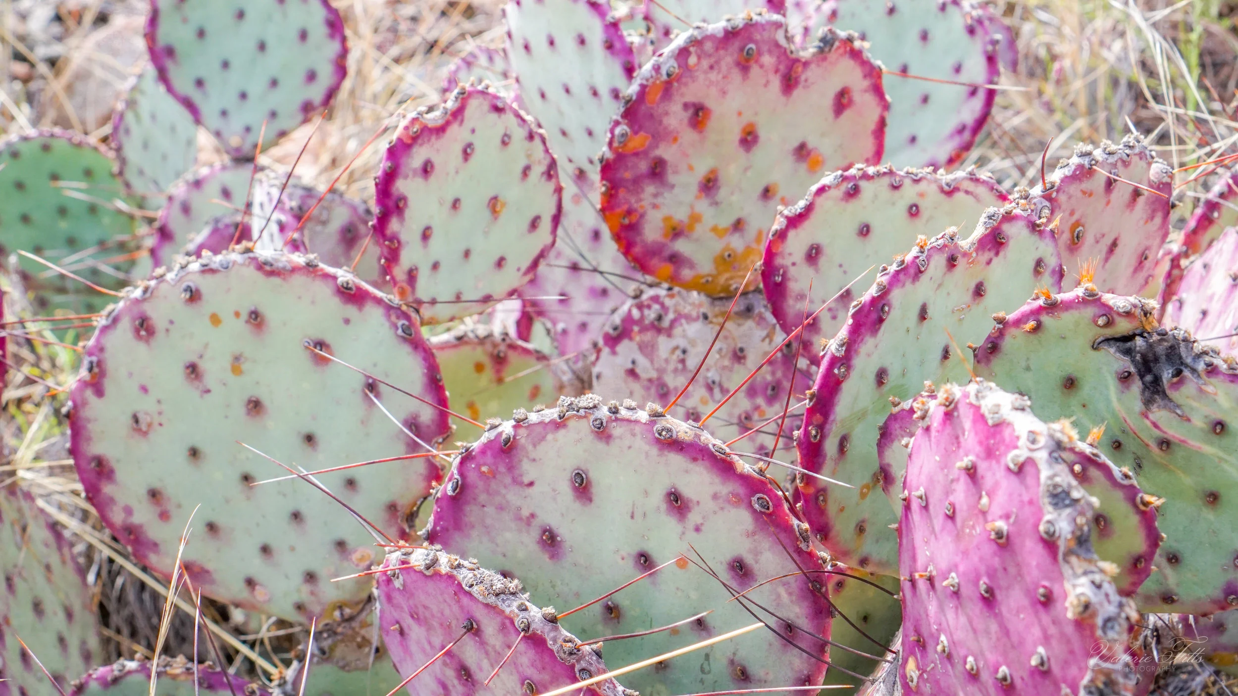 And to finish things off. Here's another picture of my obsession with cactus :)