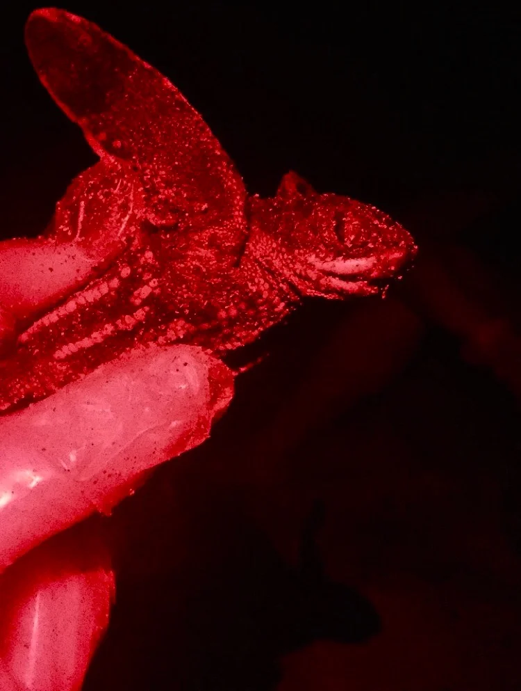 When working with turtles both big and small, it is extremely important to use minimal light and always red!
