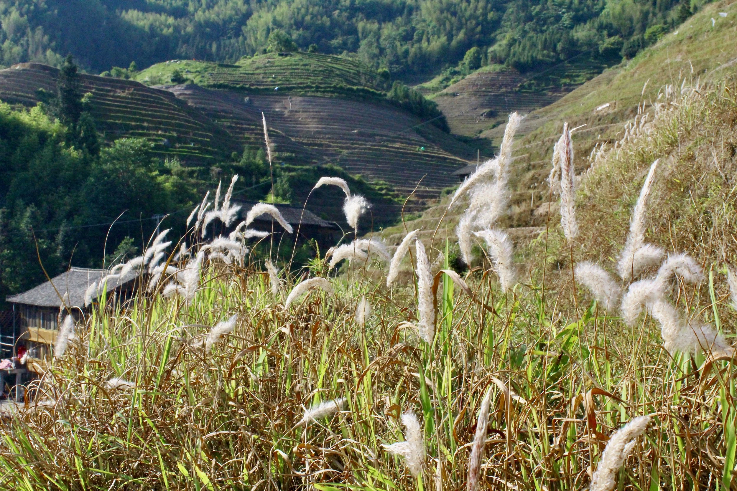 LongJi Terraces