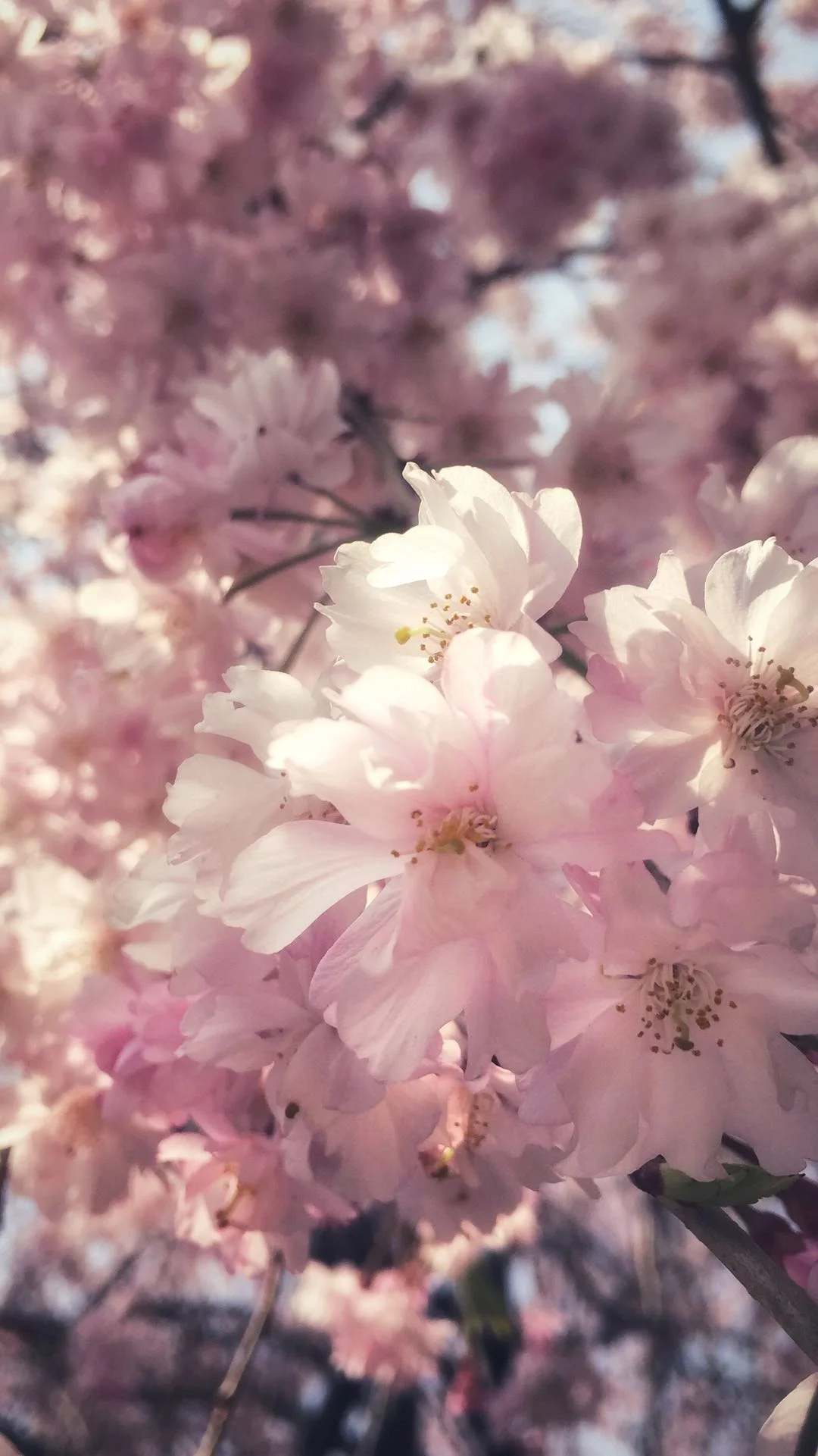 How To Get the Most Out of Your Visit to Japan During Sakura Season