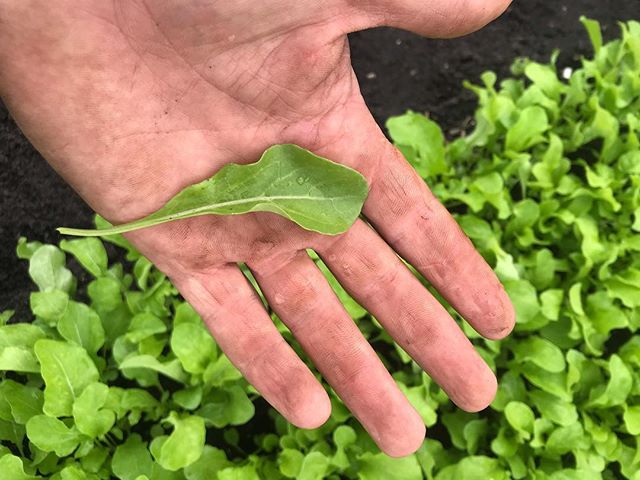 This weeks arugula is looking perfect. Should taste wonderful with the chilly weather.