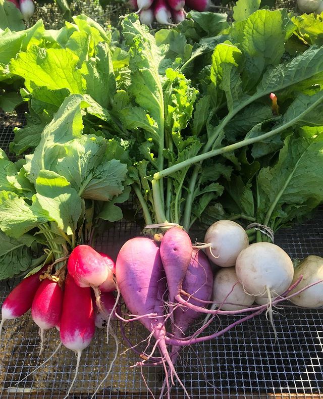 It&rsquo;s a beautiful morning to harvest some root veggies. We will have purple daikon again this weekend and the watermelon radish are coming out of the field now.see you at the markets.