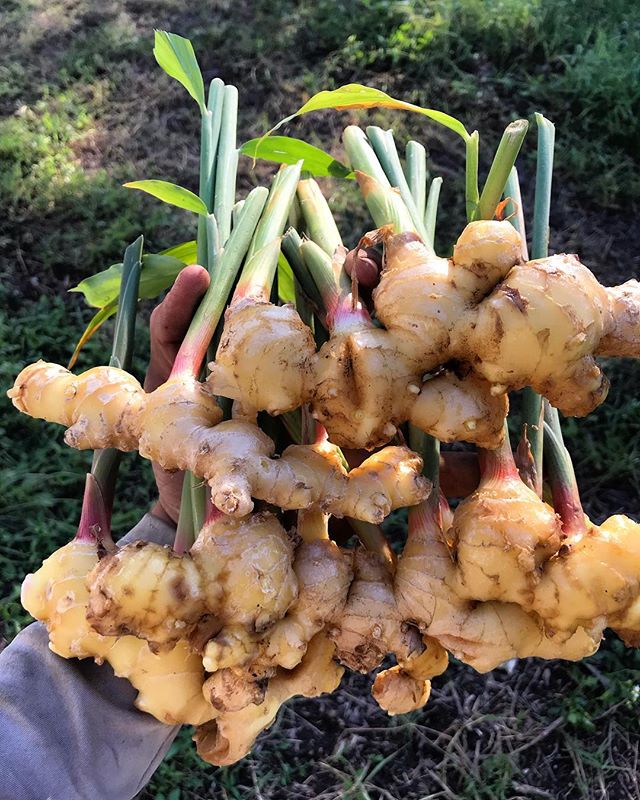 Spice up your life and your dinner. We will have some beautiful yellow ginger with us at the markets this weekend!
