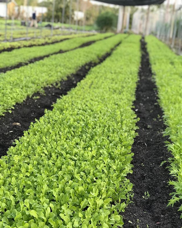 Some of this mornings harvest for @oceanokitchen and @buccanpalmbeach