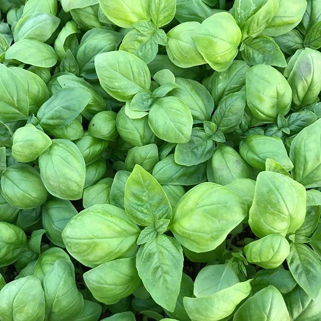 It&rsquo;s been a while since we have had basil, we will see you bright and early with it in WPB and Delray tomorrow.