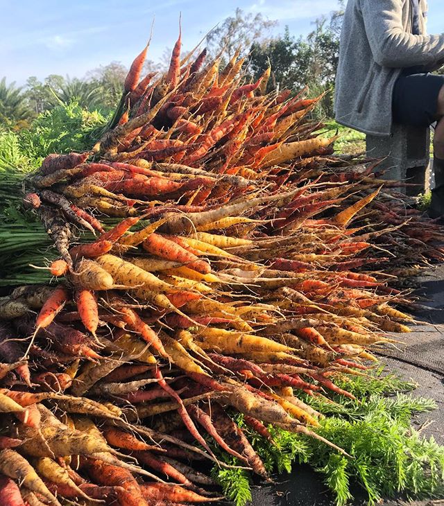 Part of the harvest this morning headed to @amicimarket @buccanpalmbeach @thecolonypalmbeach @christopherskitchen @the.garden.network  Thank you for the support