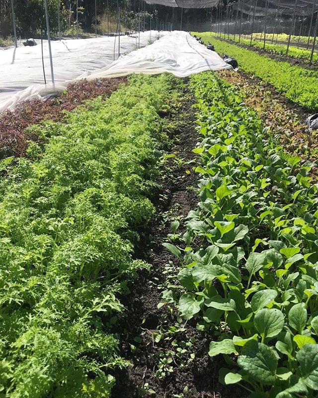 Salad is looking fresh under the insect netting. We will have an abundance of it this weekend!