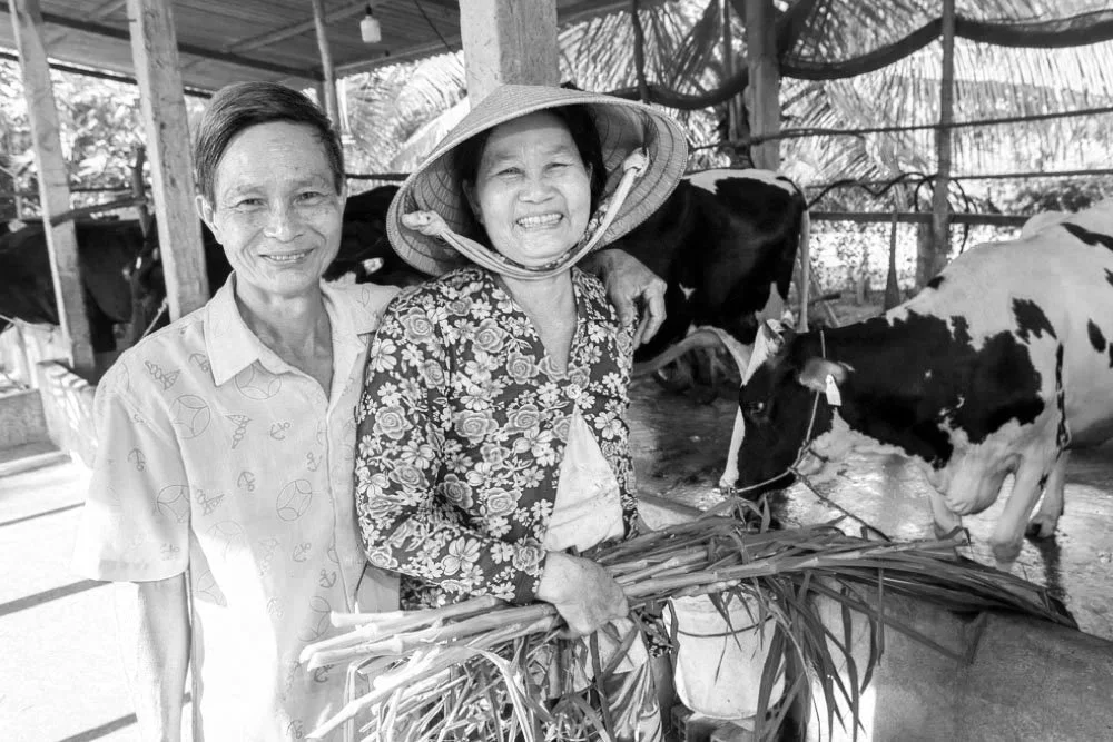 Two women smiling inside a cow barn, one wearing a traditional conical hat, holding plants, with cows in the background.