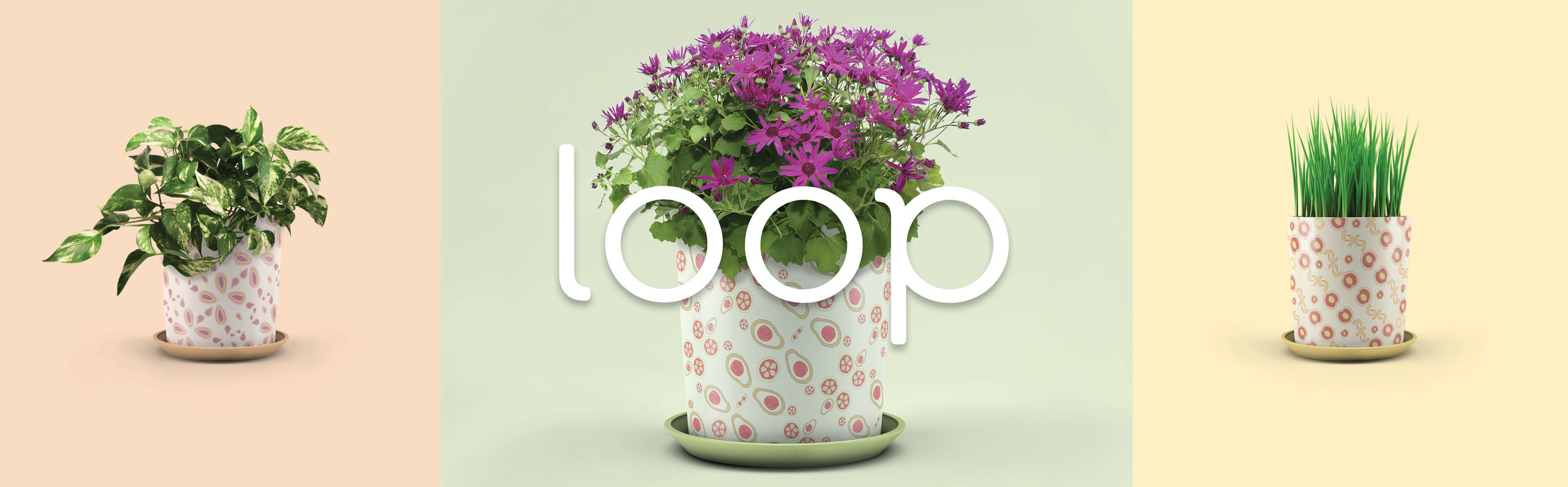 Loop is an exotic fertilizer based all-in-one container, that has made home gardening simple and beautiful. What is exotic fertilizer, you ask?