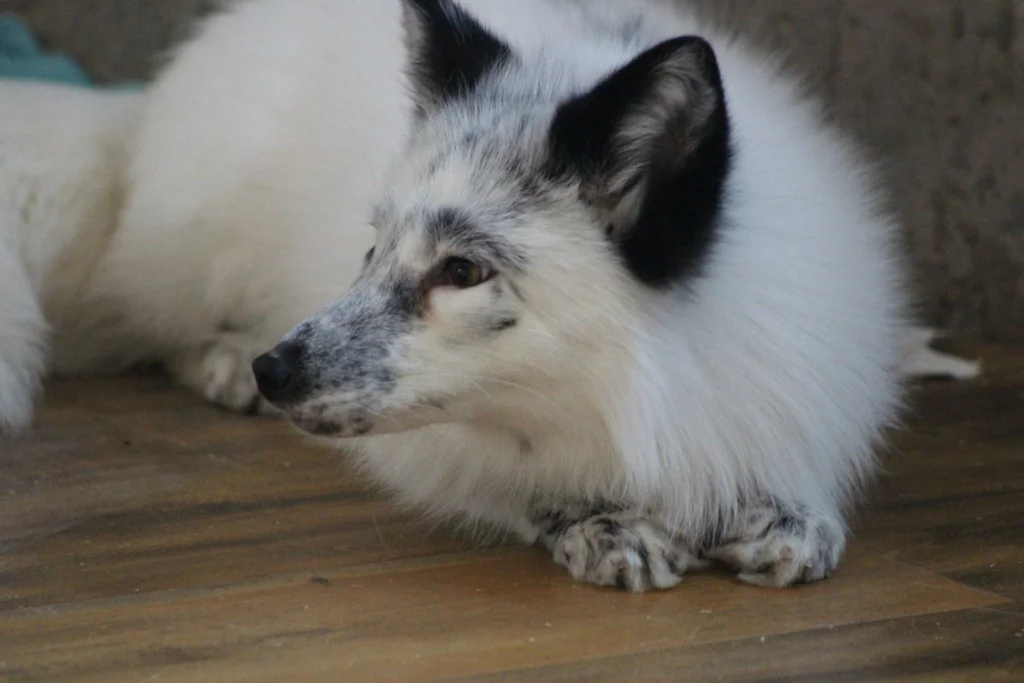 Siberian Cupcakes in the news!