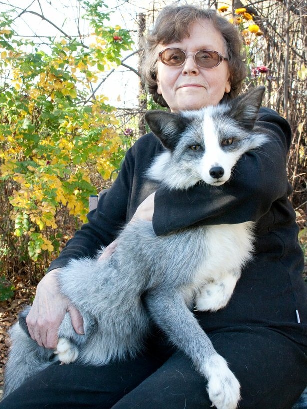 Dr. Ttut with a platinum fox in Russia